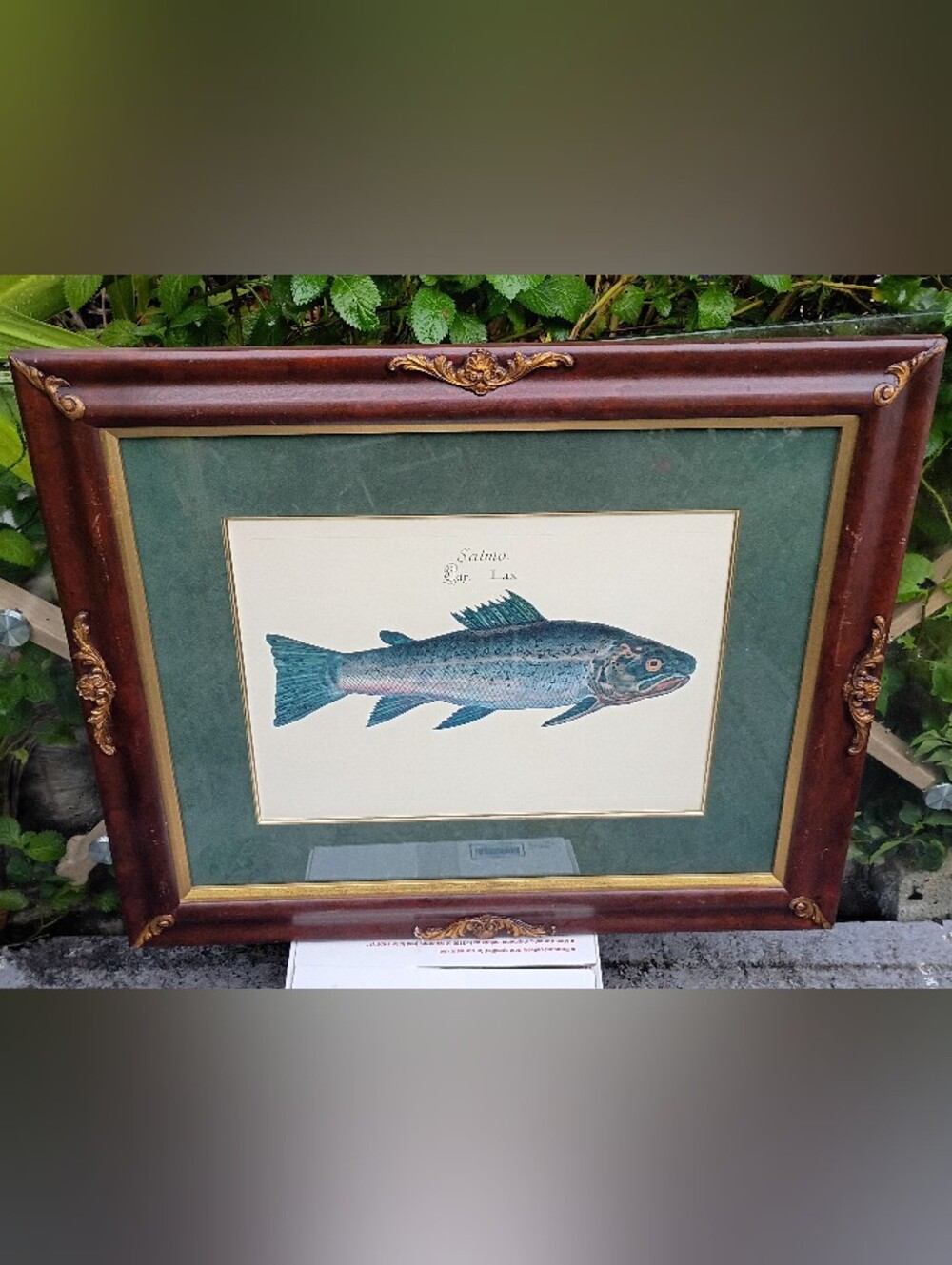 "Salmo Pat. Lax Fish Wall Art Published 1782-1795 By Dr. Marcus Elieser Bloch.